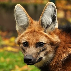 Portrait of a maned wolf (lobo-guará)
